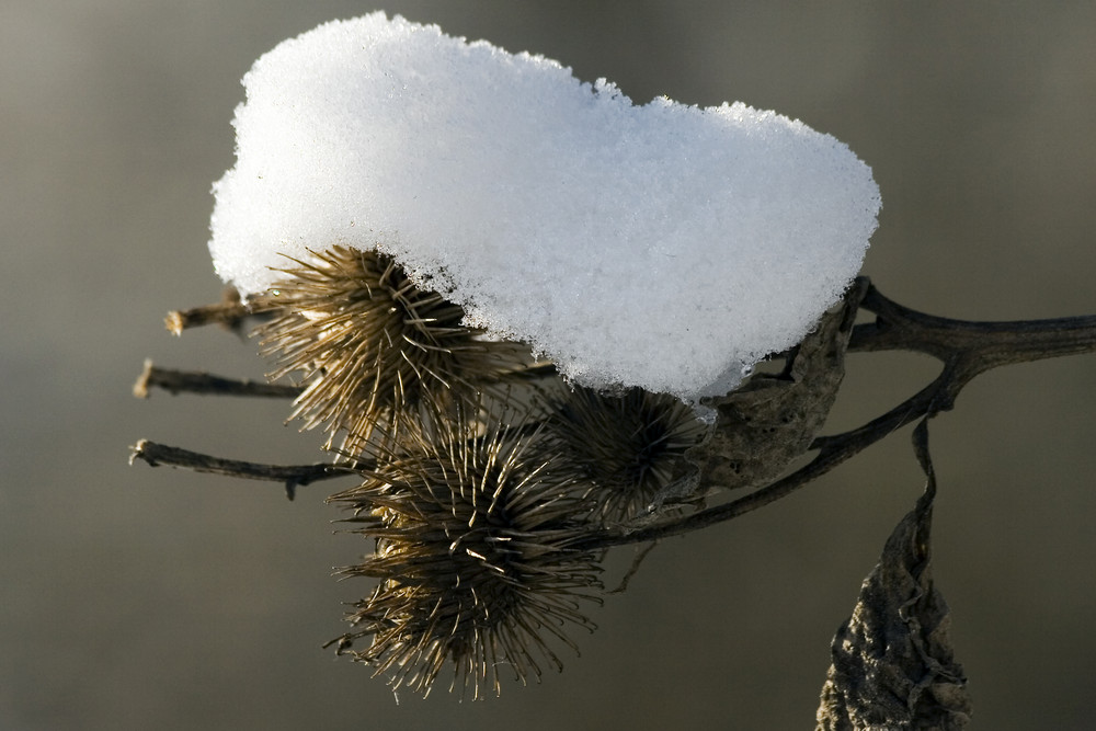 Klette mit Schneehut