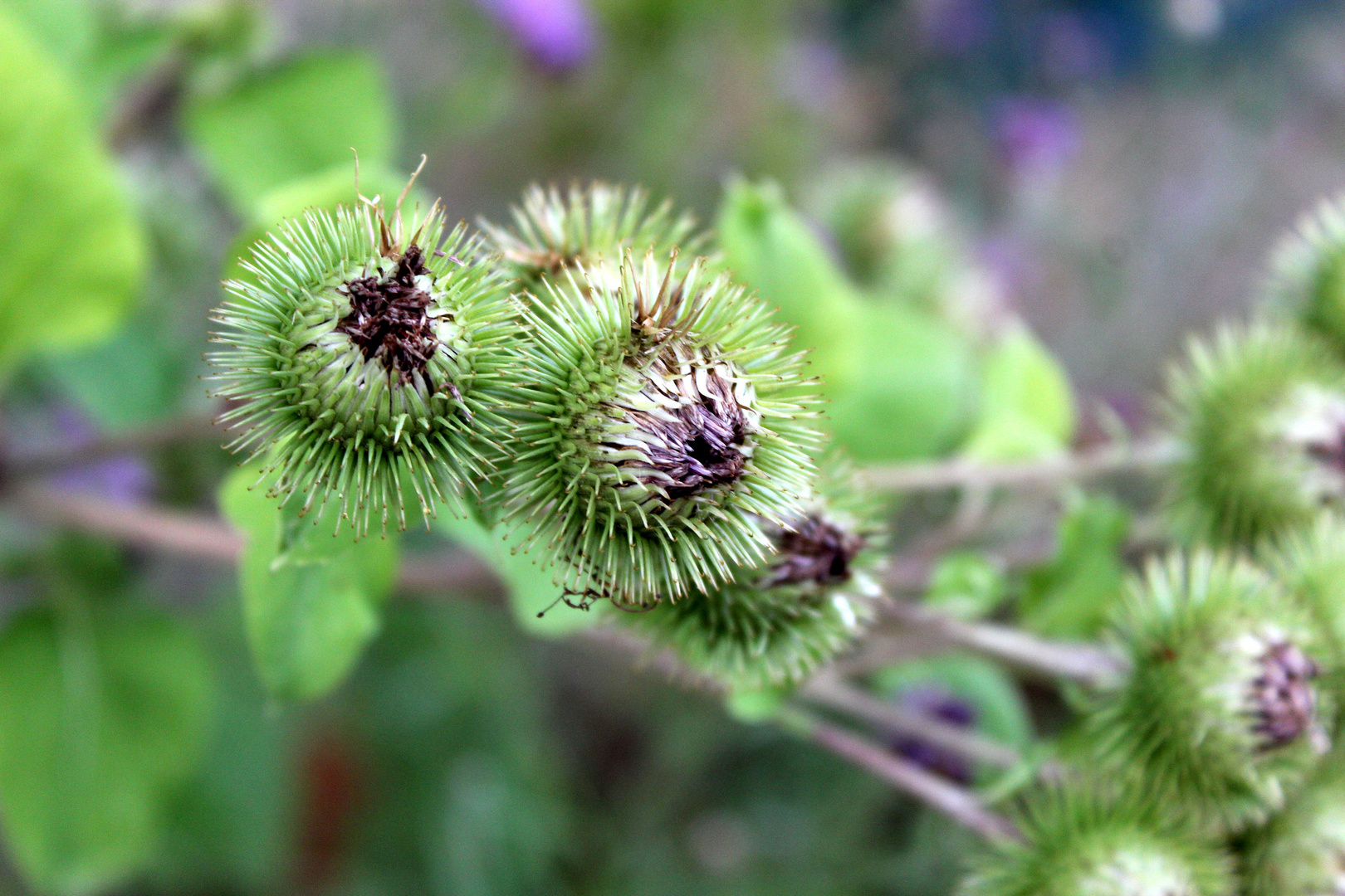 Kletten Foto & Bild blumen, natur, landschaft Bilder auf