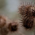 Kletten (Arctium)