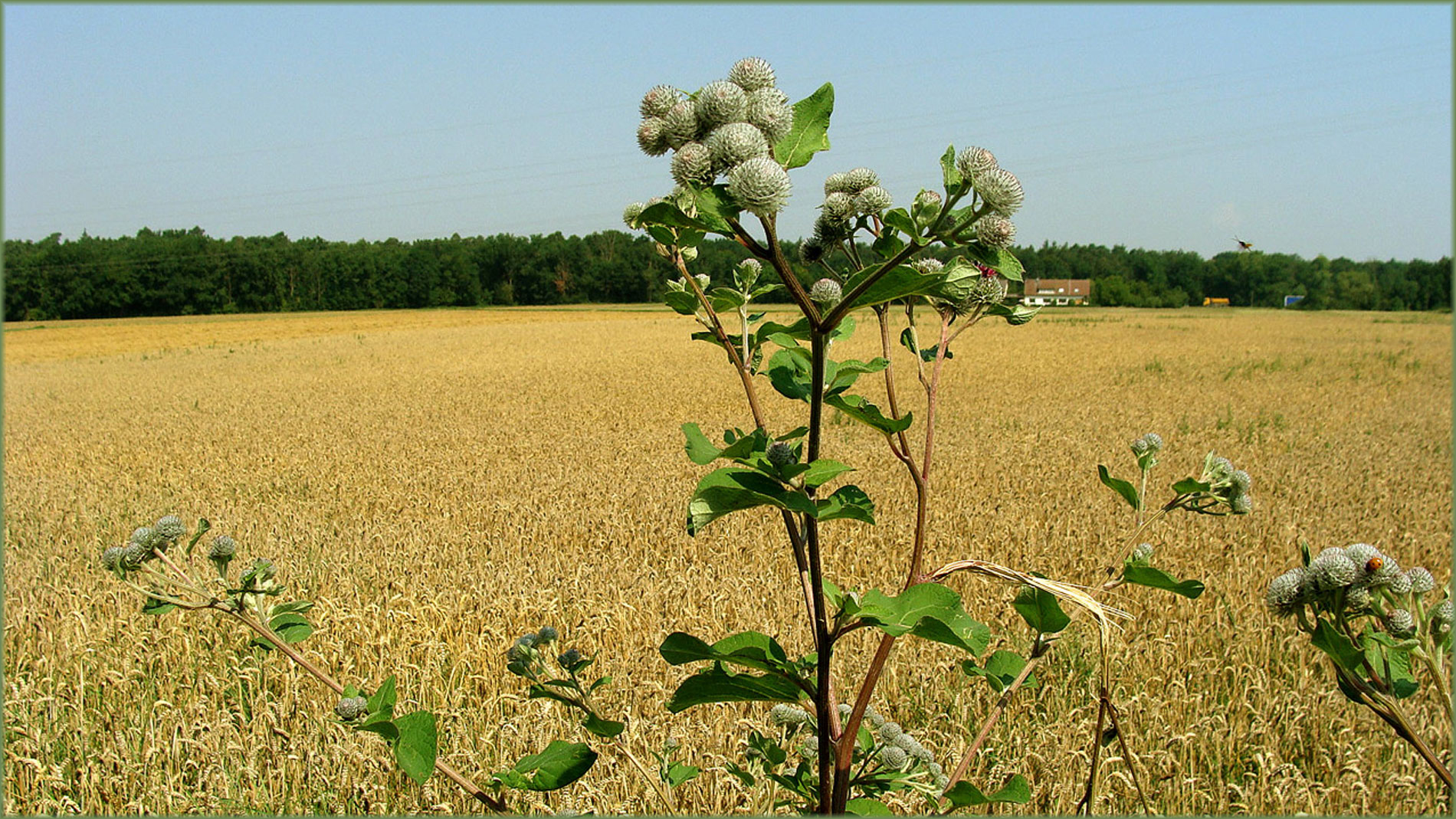 Kletten-im-Feld