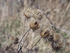 Kletten im Herbst