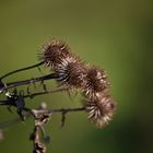 Kletten im Herbst