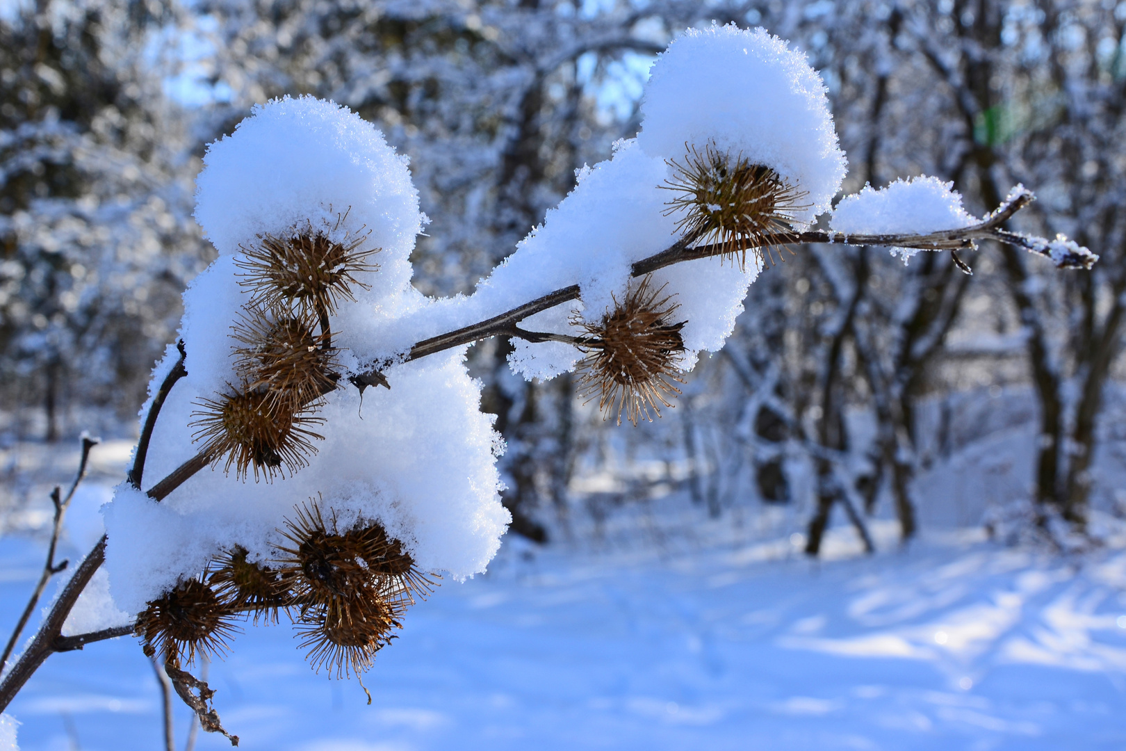 Kletten im Schnee