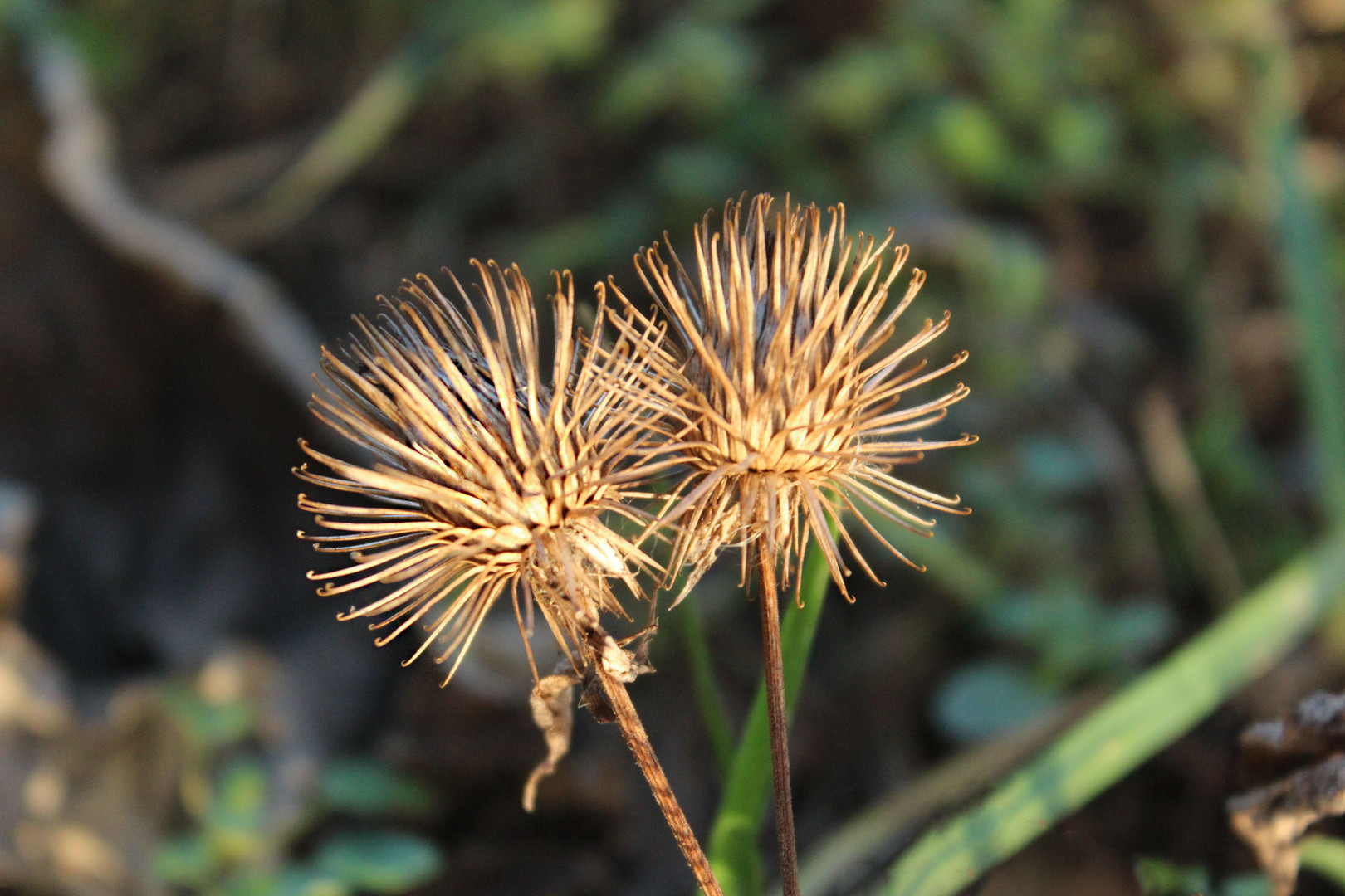 Kletten im Sonnenschein