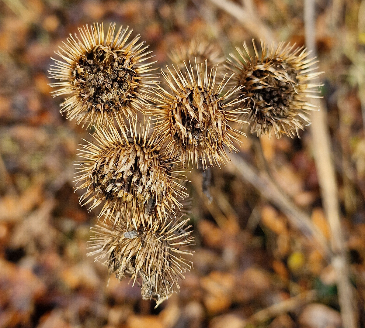 Kletten im Winter