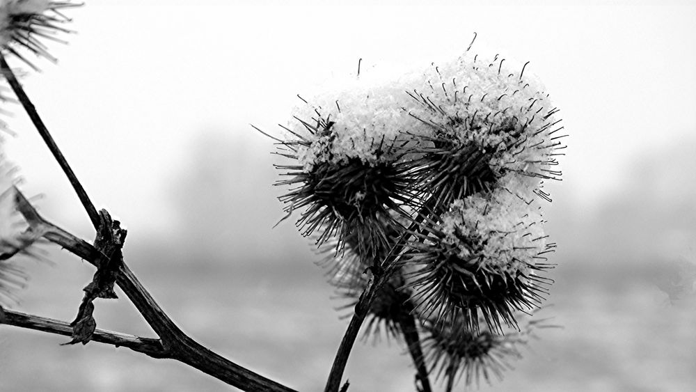 Kletten im Winter