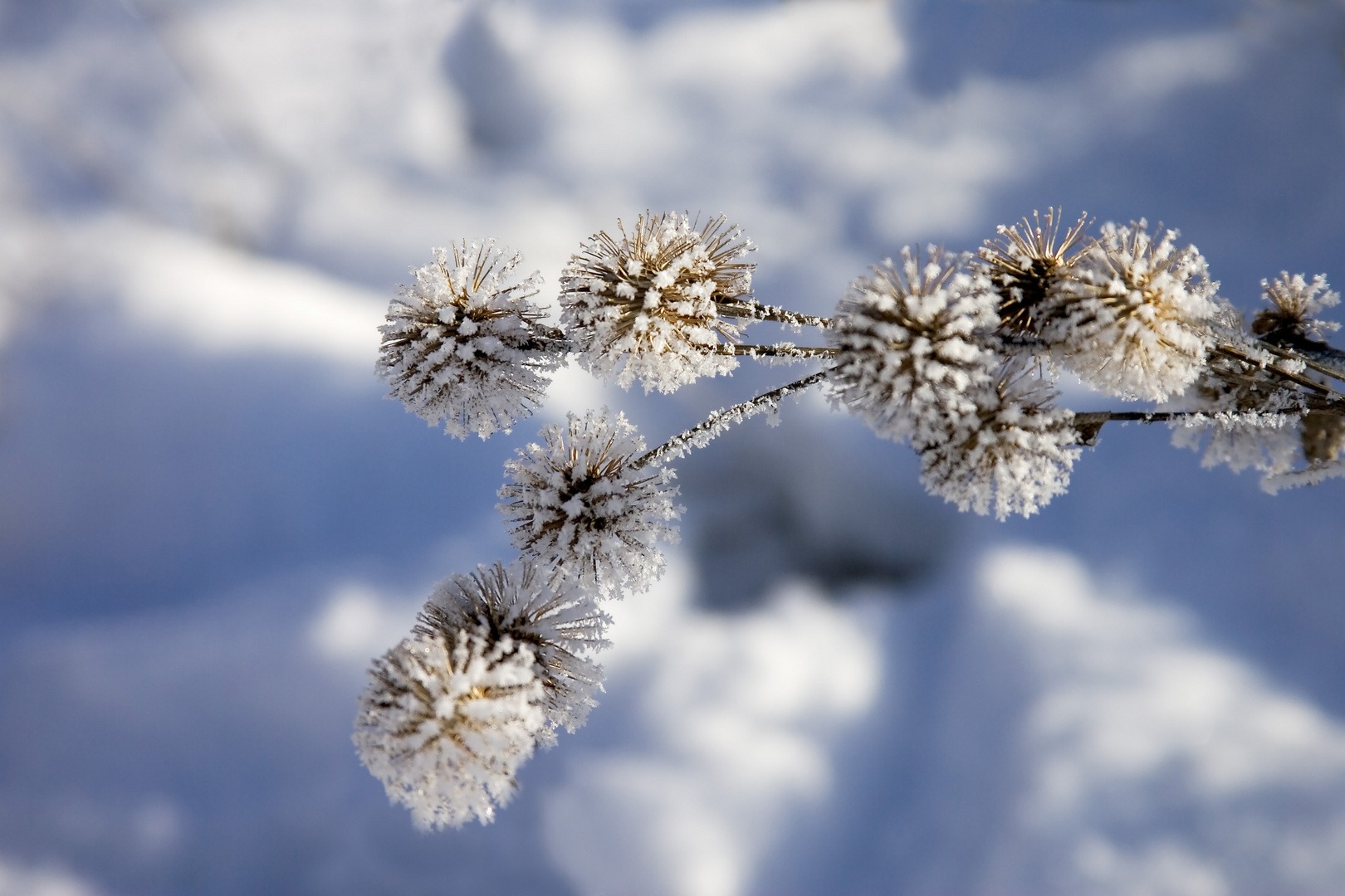 Kletten im Winterkleid