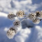 Kletten im Winterkleid