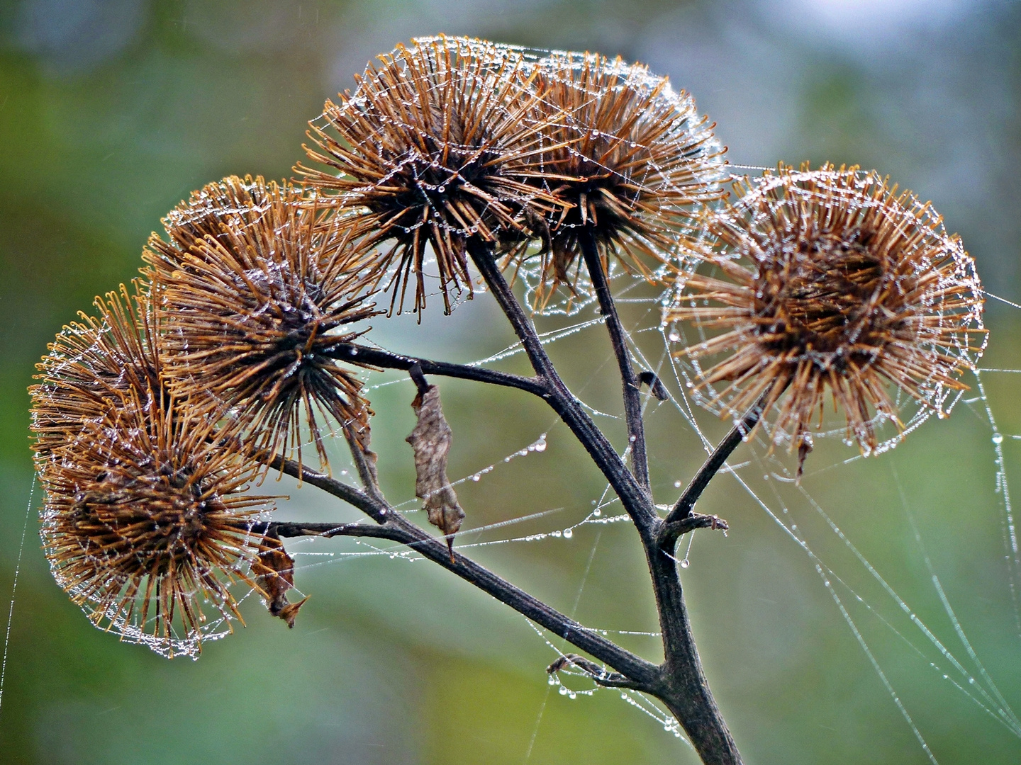 Kletten in Spätherbst