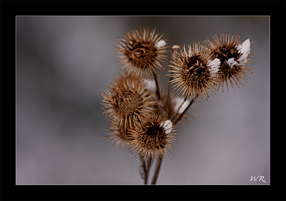 Kletten mit Schnee.....