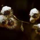 Kletten mit Schneehäubchen 