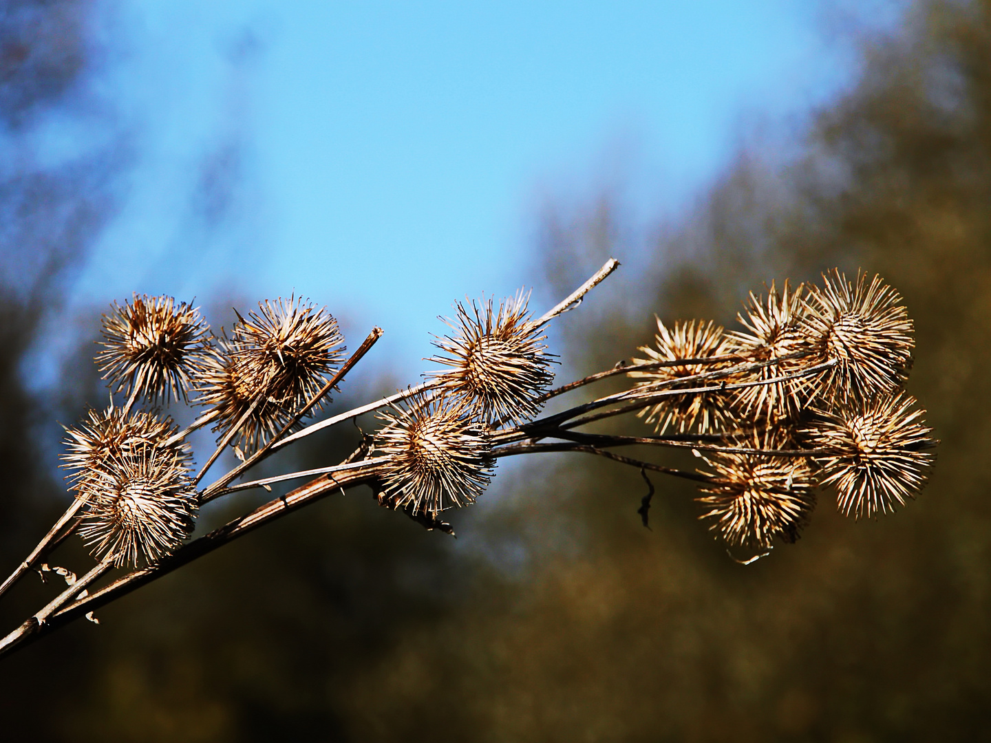 Kletten vor dem blauen Himmel 