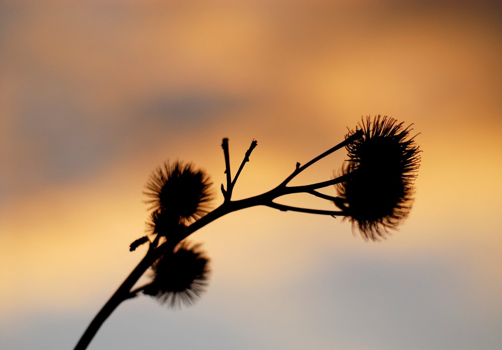 Kletten vor dem Sonnenuntergang