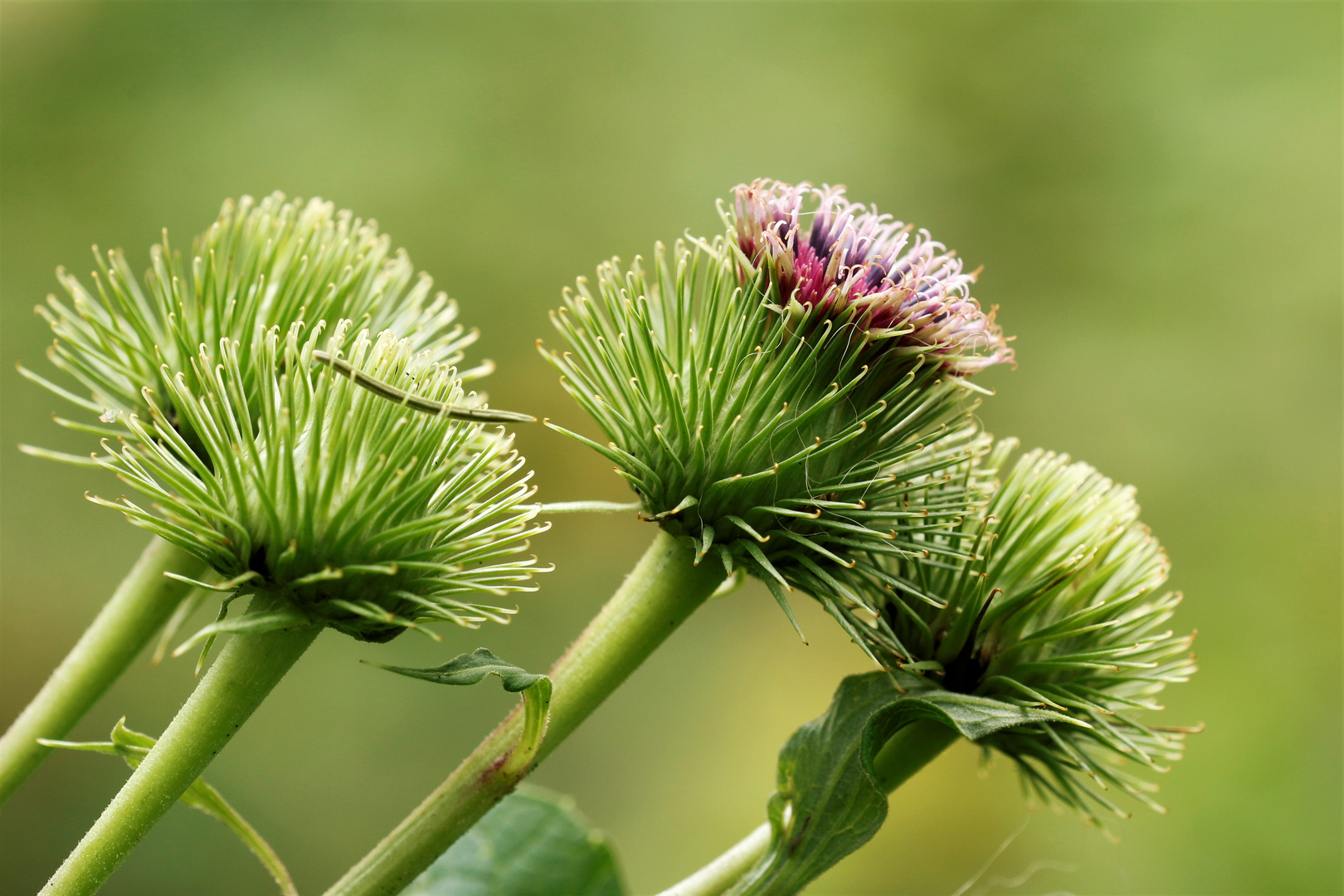 Klettenblüte