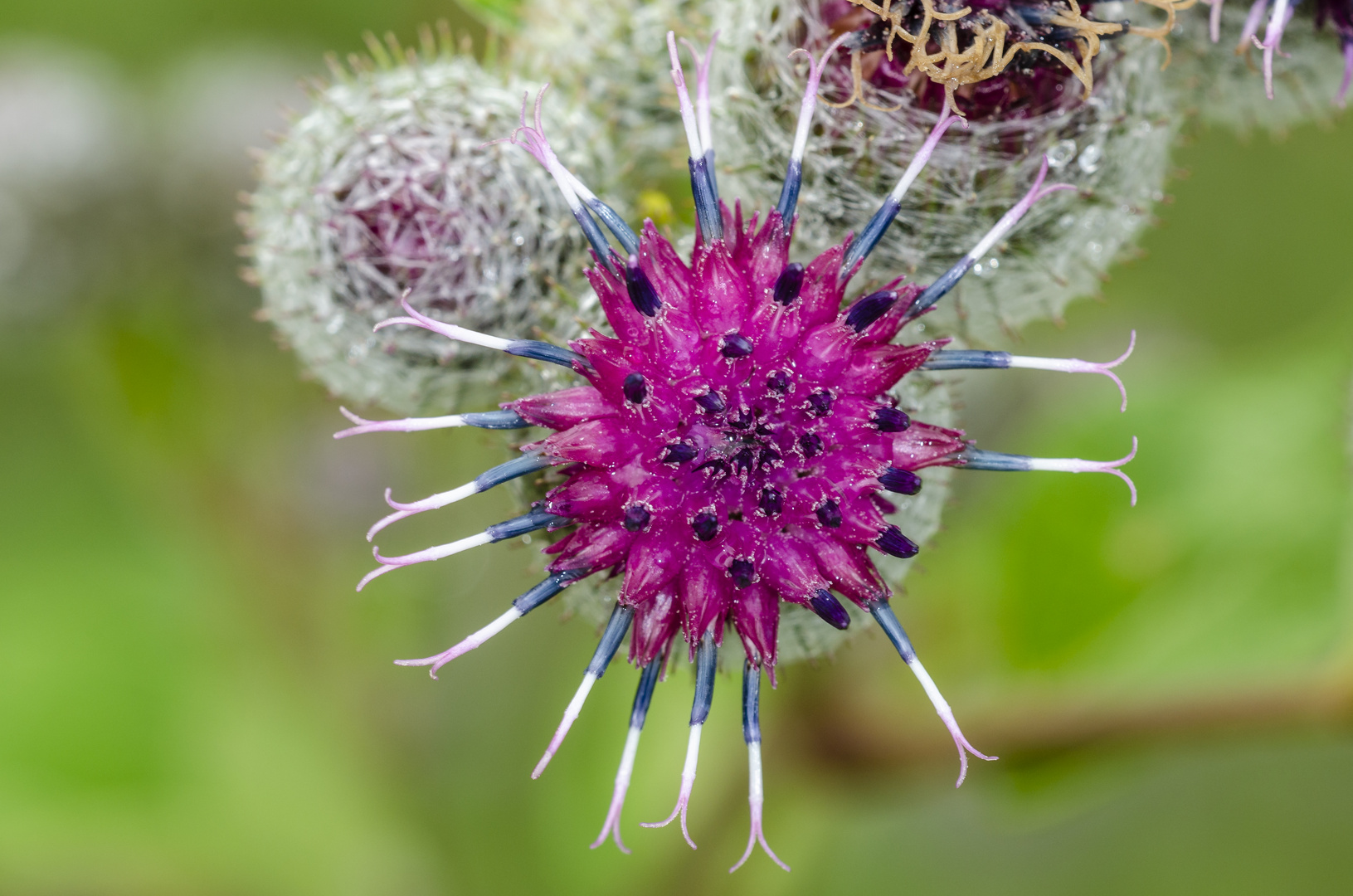 Klettenblüte (Arctium tomentosum)