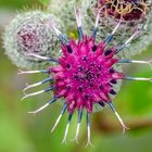 Klettenblüte (Arctium tomentosum)