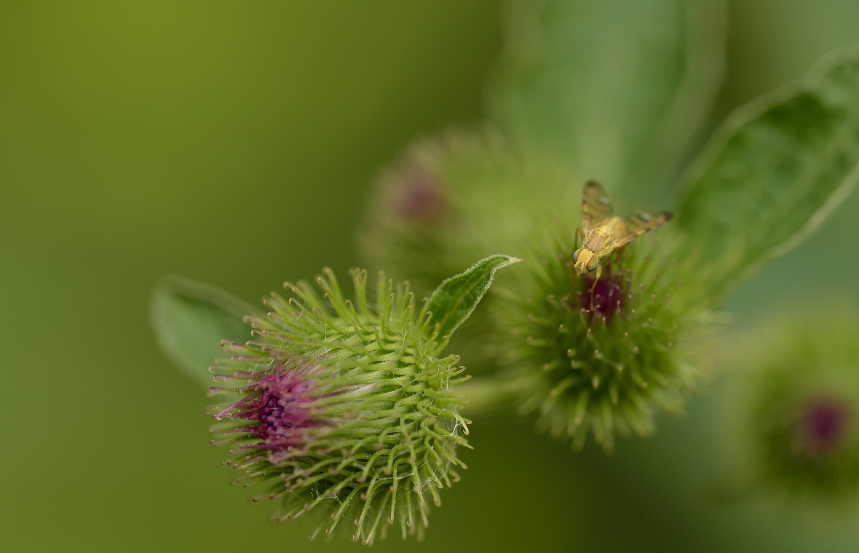 Klettenblüte mit Besucher