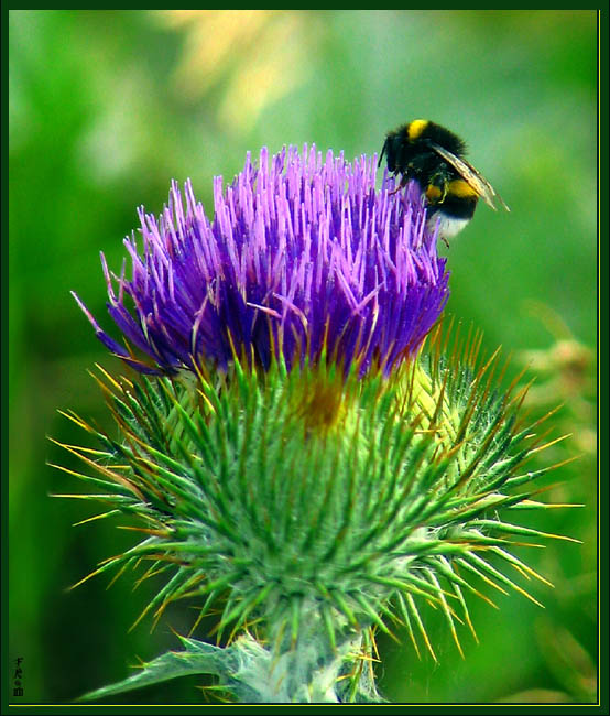 Klettenblüten