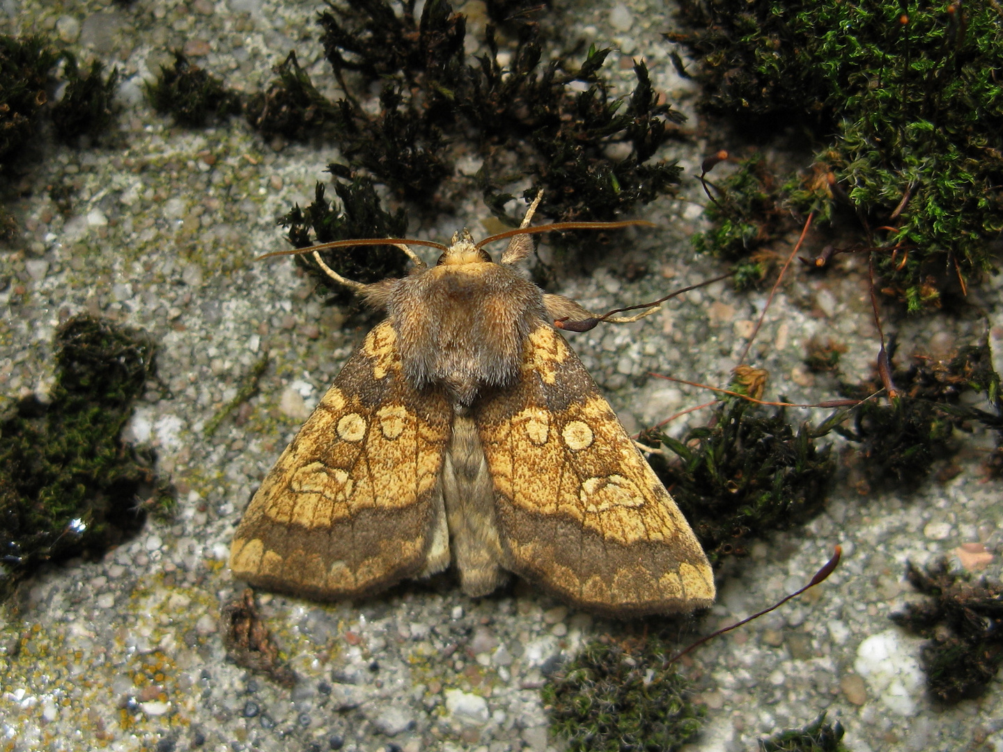 Kletteneule (Gortyna flavago)