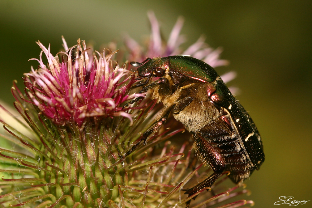 Klettenkäfer