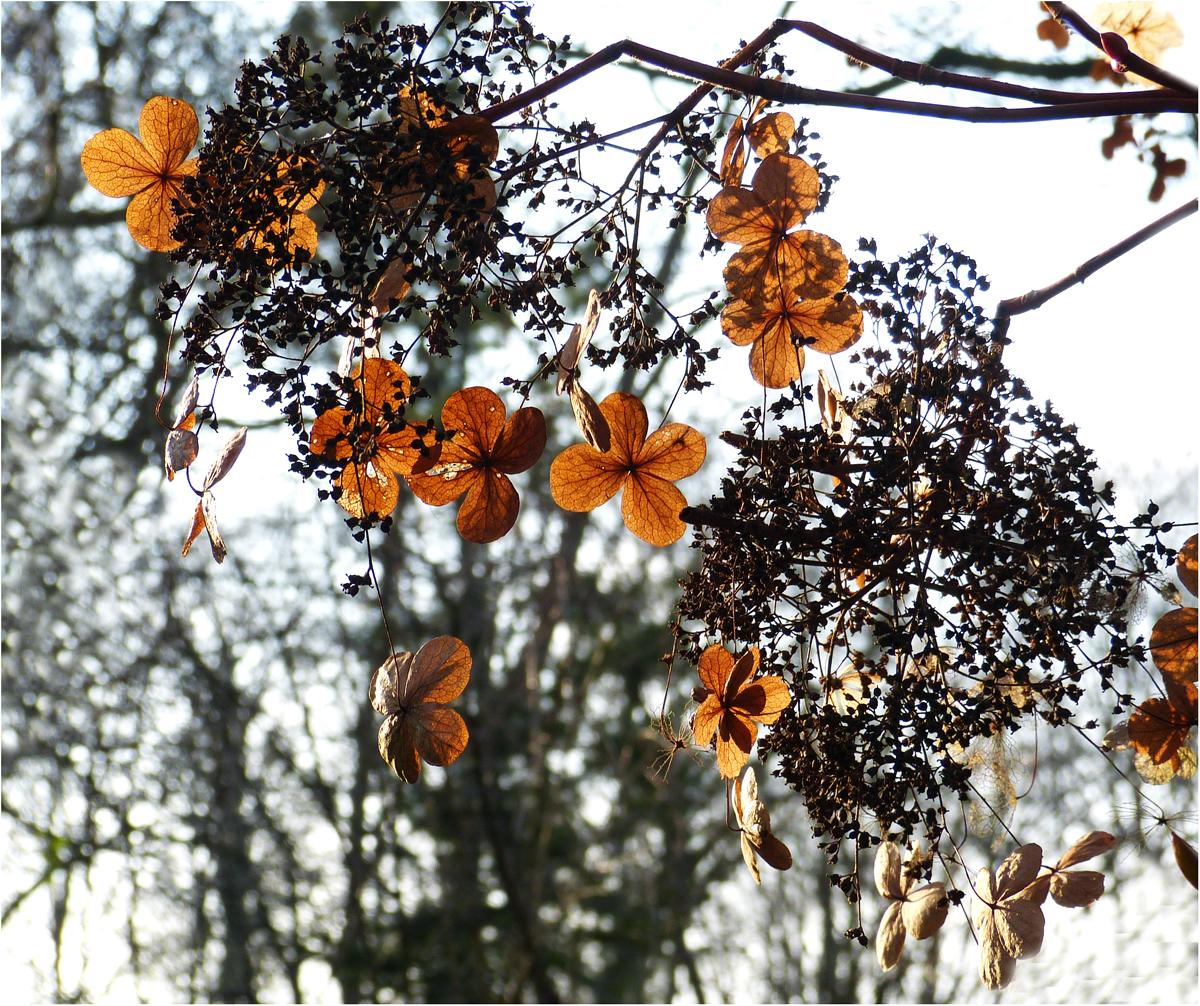 " Kletter - Hortensie " Foto & Bild | pflanzen, pilze & flechten, blüten- & kleinpflanzen ...