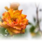 Kletter-Rose 'Parure d'or®'