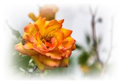 Kletter-Rose 'Parure d'or®'