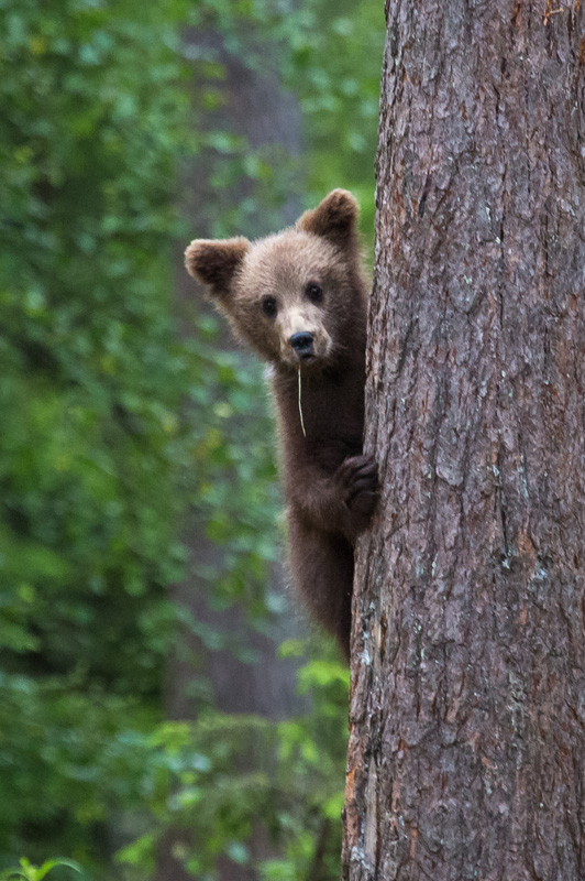 Kletterbär