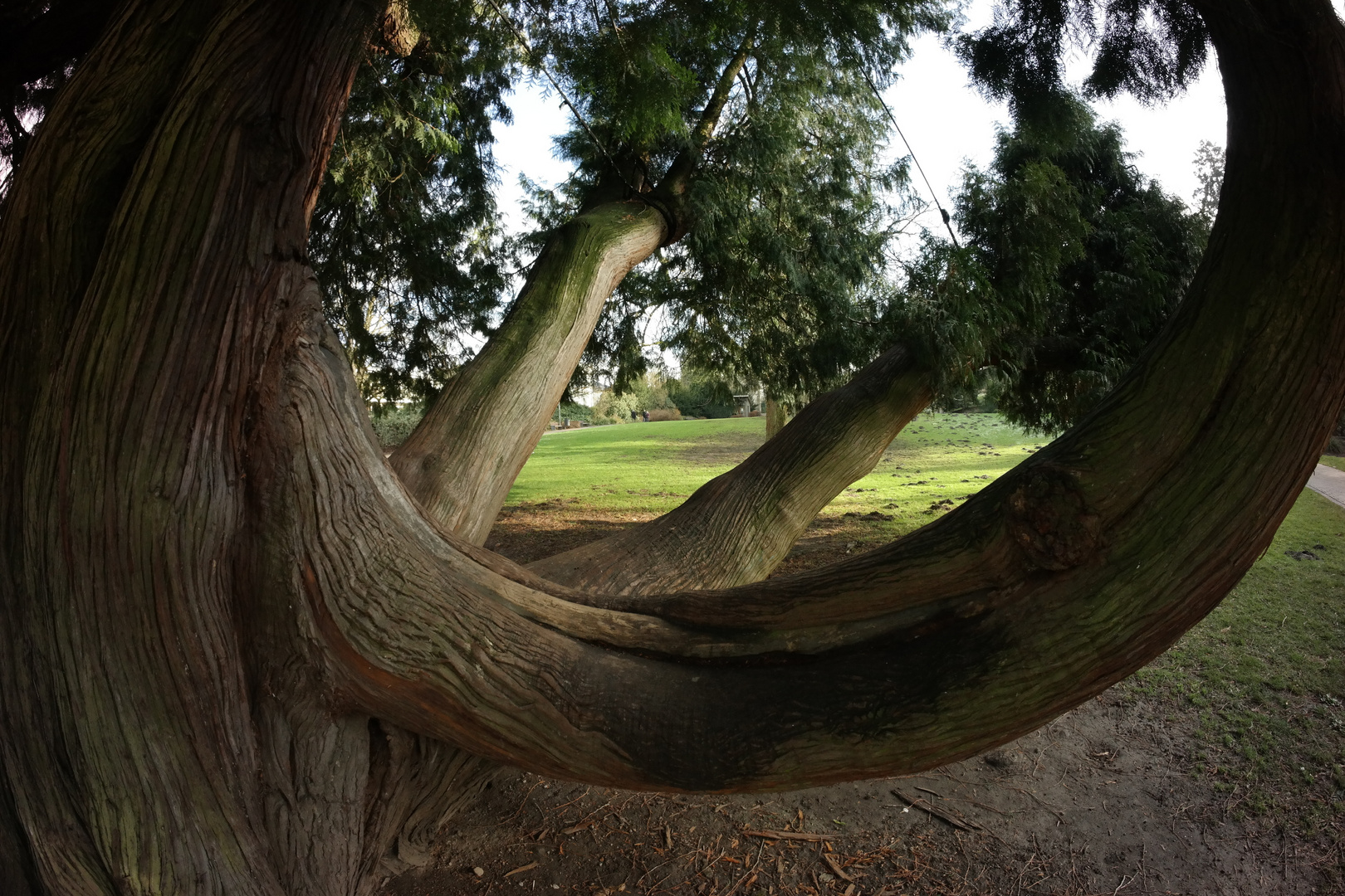 Kletterbaum im Palaisgarten Detmold 