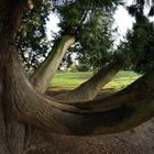 Kletterbaum im Palaisgarten Detmold 