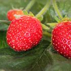 Klettererdbeeren...