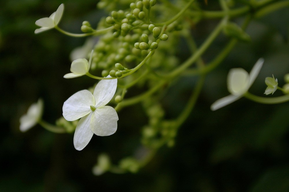 Kletterhortensie