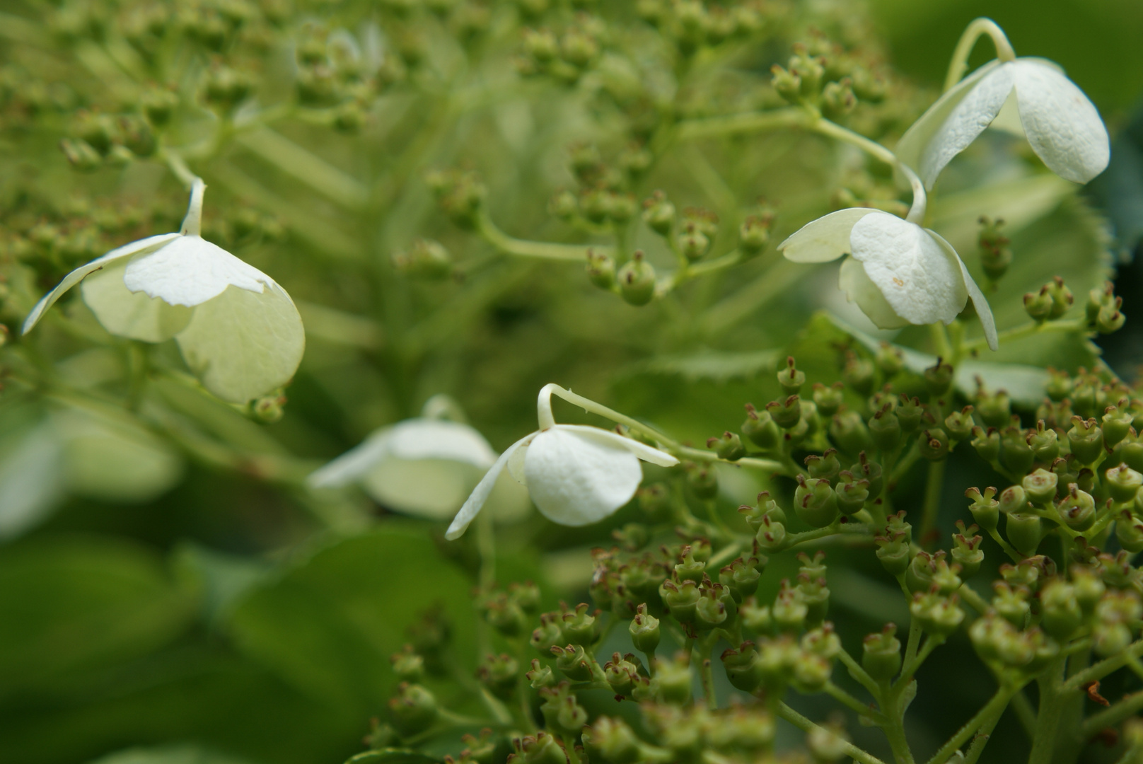 Kletterhortensie