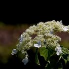 Kletterhortensie