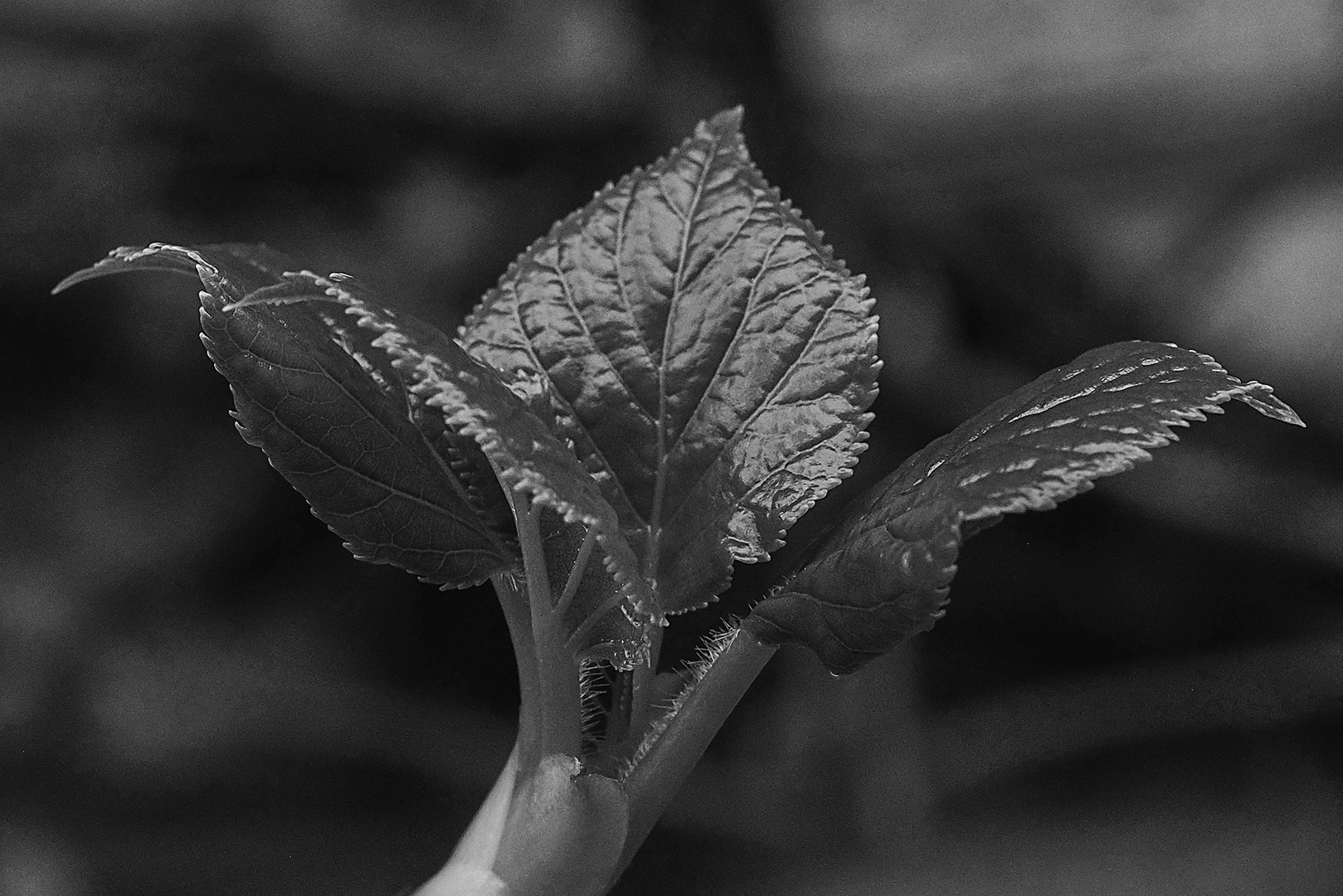 Kletterhortensie (Hydrangea petiolaris)