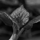 Kletterhortensie (Hydrangea petiolaris)