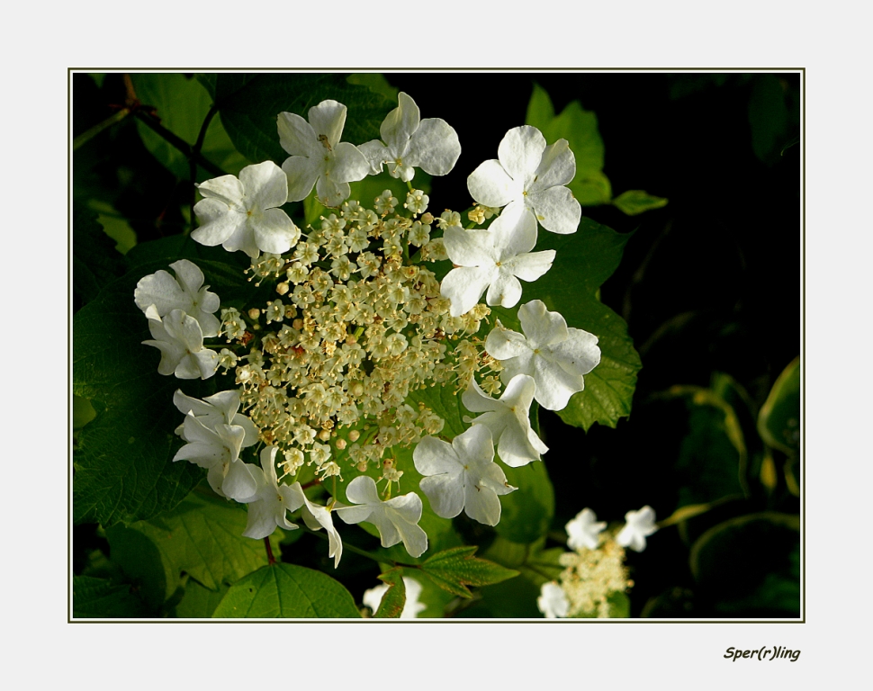 Kletterhortensie (Hydrangea petiolaris)