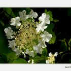 Kletterhortensie (Hydrangea petiolaris)