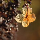 Kletterhortensie im Gegenlicht