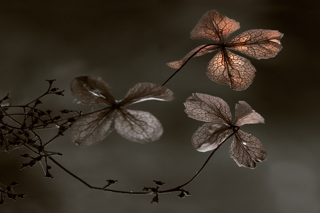 Kletterhortensie im Herbst