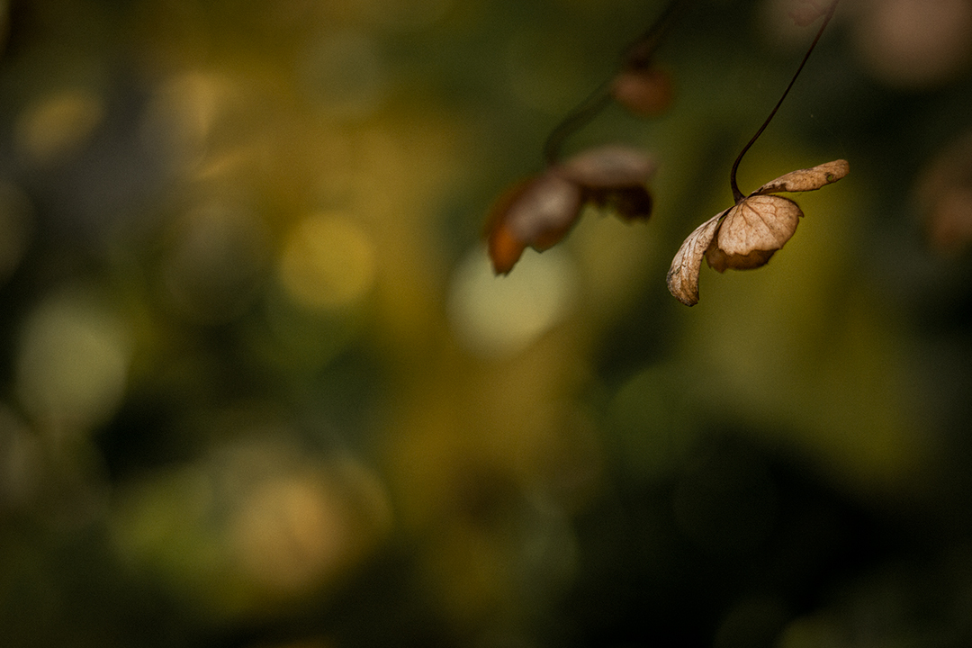 Kletterhortensie im Herbstlicht