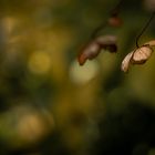 Kletterhortensie im Herbstlicht