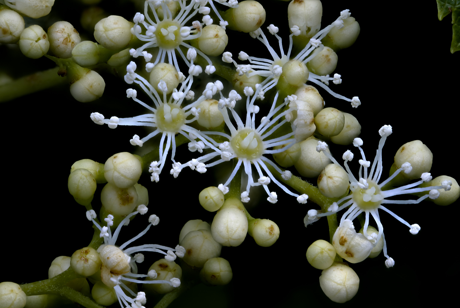 Kletterhortensie (Semiola)