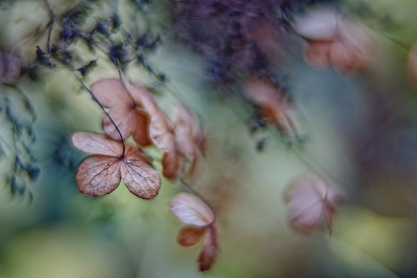 Kletterhortensien-Impressionen - Herbstbunt