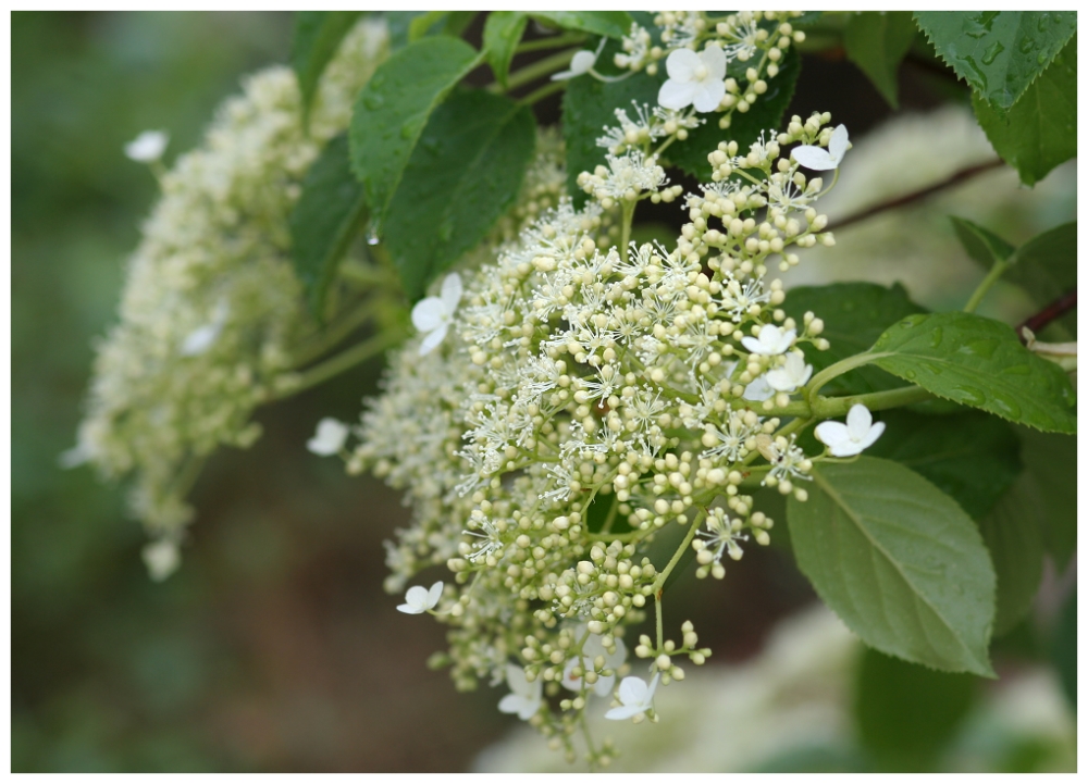 Kletterhortensienblüte