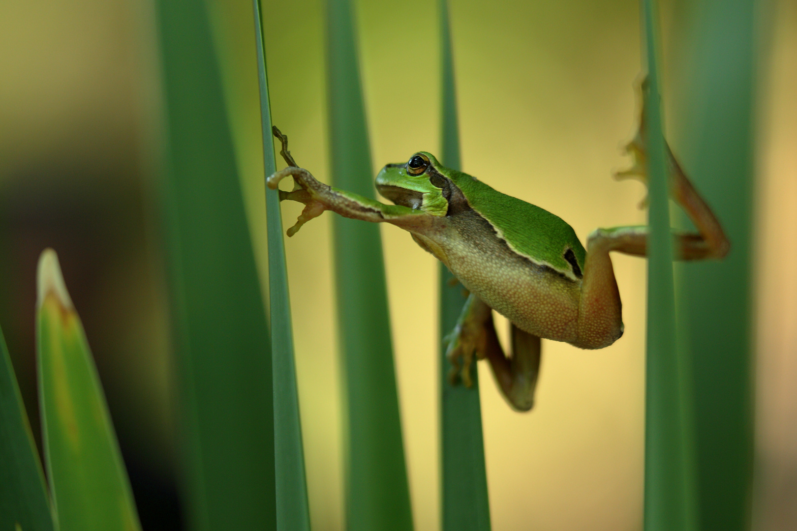 Kletterkönig - Europäischer Laubfrosch Foto &amp; Bild | grün, wildlife ...