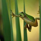 Kletterkönig  -  Europäischer Laubfrosch