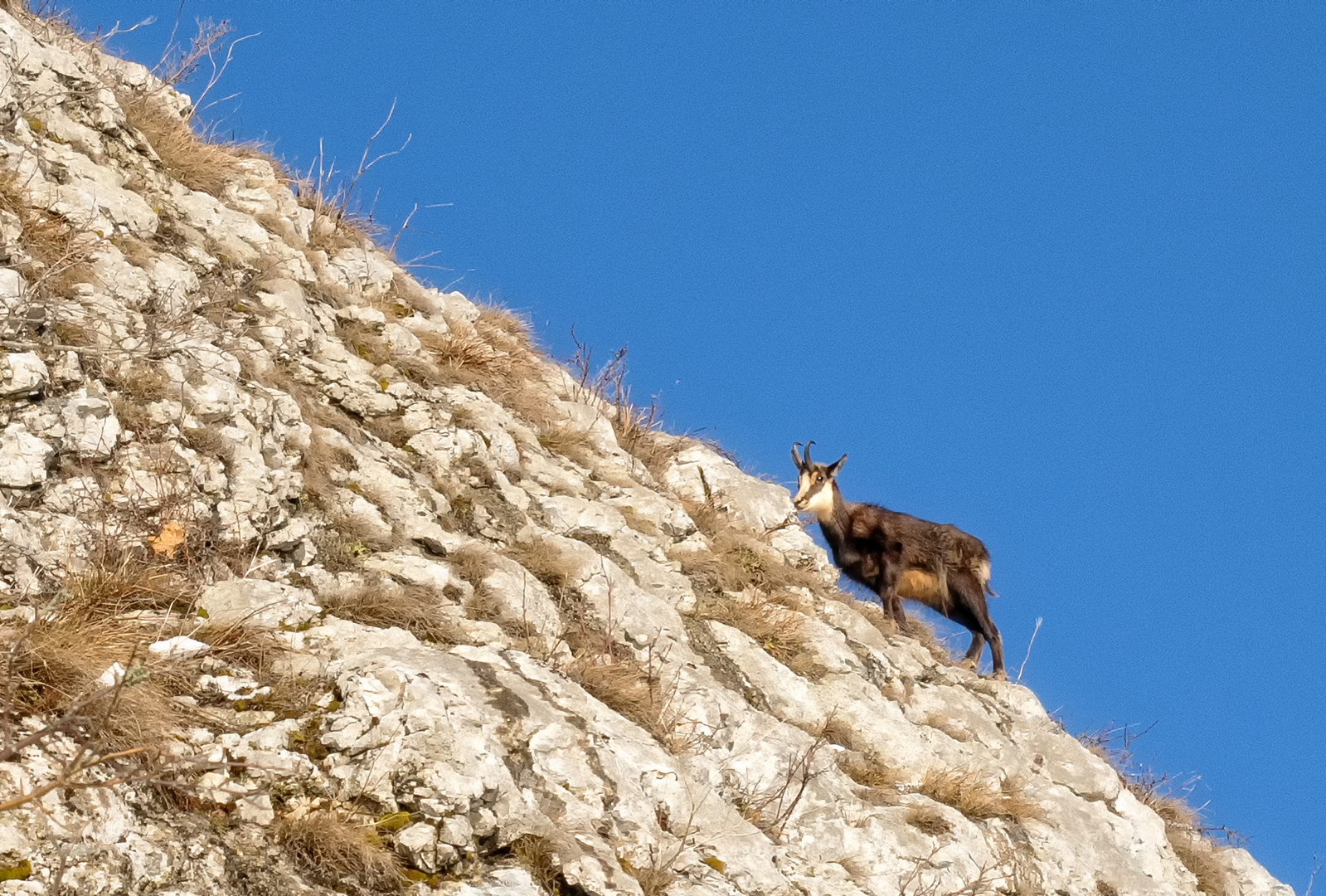 Kletterkünstler