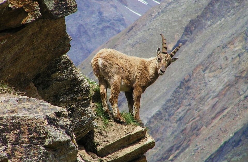 Kletterkünstler am Abgrund