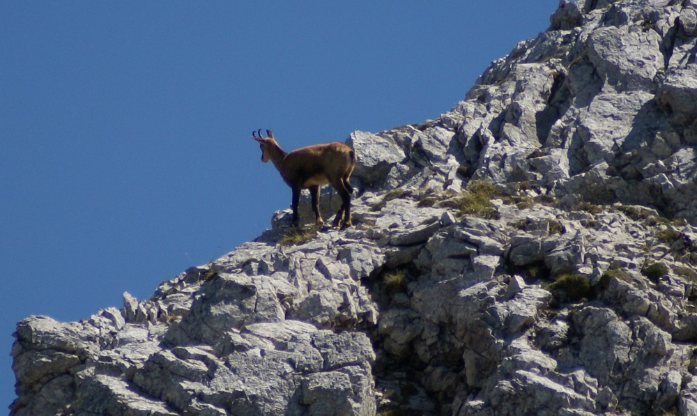 Kletterkünstler ohne Gleichen.Da wird bestimmt auch der Herr Messner neidisch.